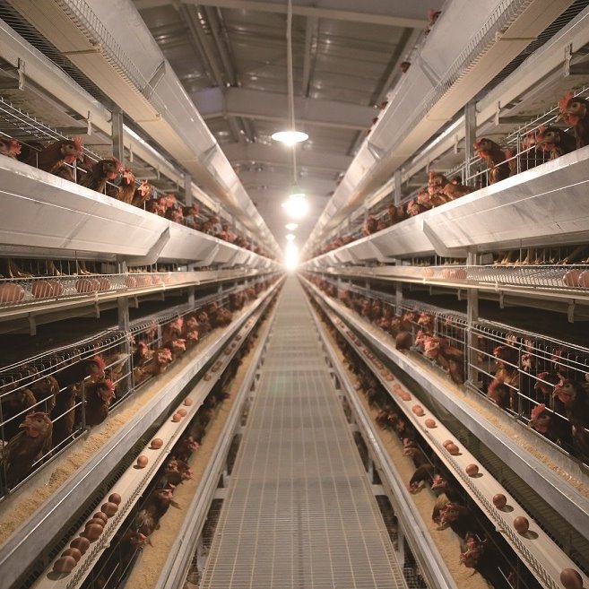 Sangkar Ayam Lapisan Bingkai H Automatik