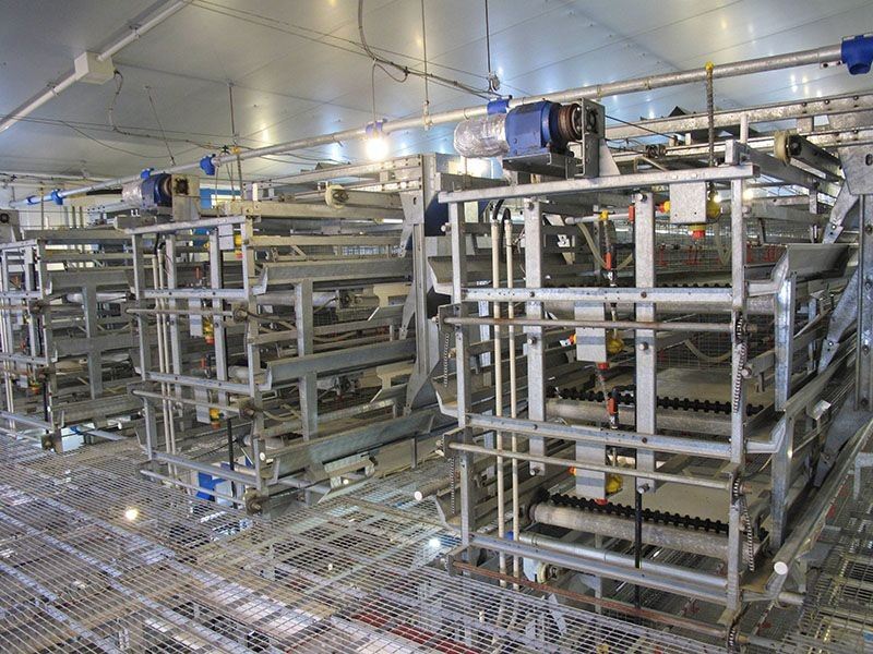 H Frame Pullet Cage suppliers